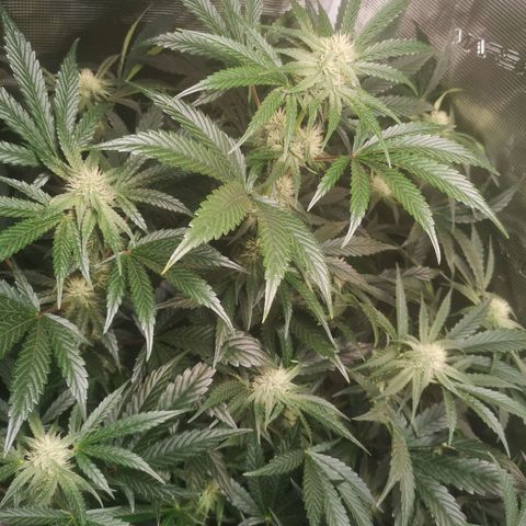 Pina rbx auto growlog timeline photo