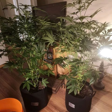 Banana Hammock auto growlog timeline photo