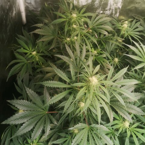 Banana Hammock auto growlog timeline photo