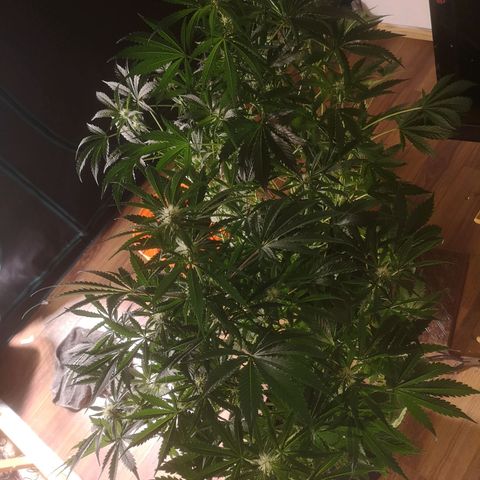 Banana Hammock auto growlog timeline photo