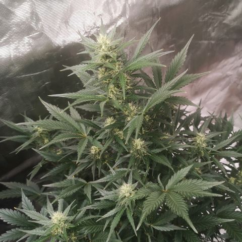Crystal candy xl auto growlog timeline photo