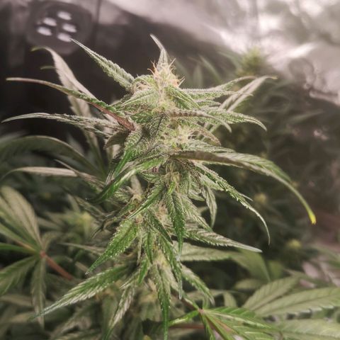 Dark devil auto growlog timeline photo