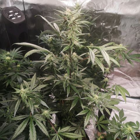 Dark devil auto growlog timeline photo