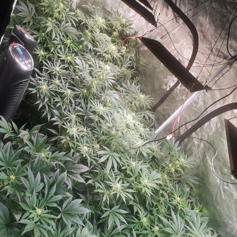 Pluto auto growlog timeline photo