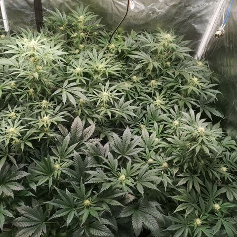 Pluto auto growlog timeline photo