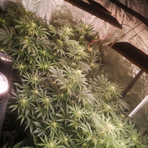 Pluto auto growlog timeline photo