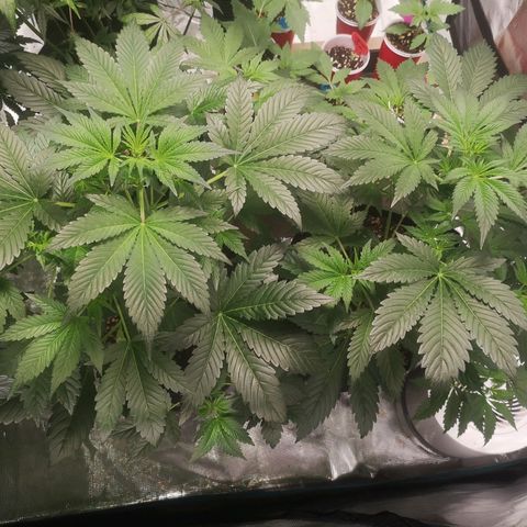 Sour d auto  growlog timeline photo