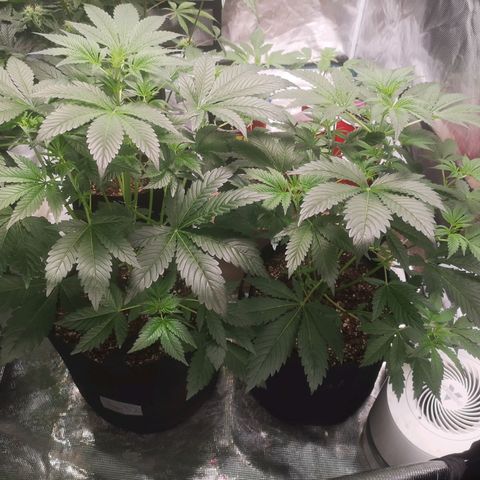 Sour d auto  growlog timeline photo