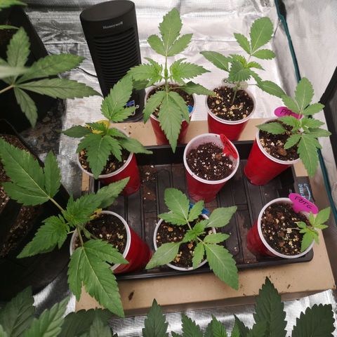 Banana daddy growlog timeline photo