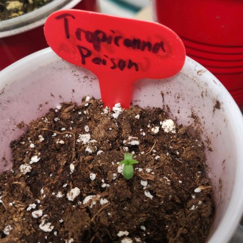Tropicanna poison fast growlog timeline photo