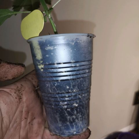 Banana daddy growlog timeline photo