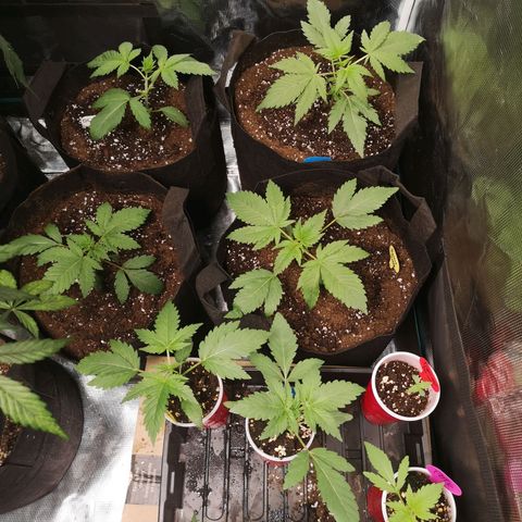 Banana daddy growlog timeline photo