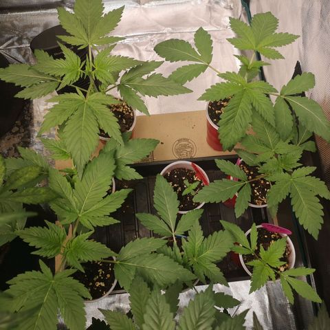 Tropicanna poison fast growlog timeline photo