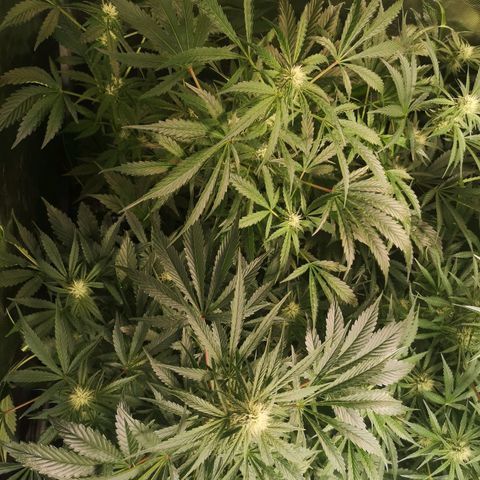 Banana Hammock auto growlog timeline photo
