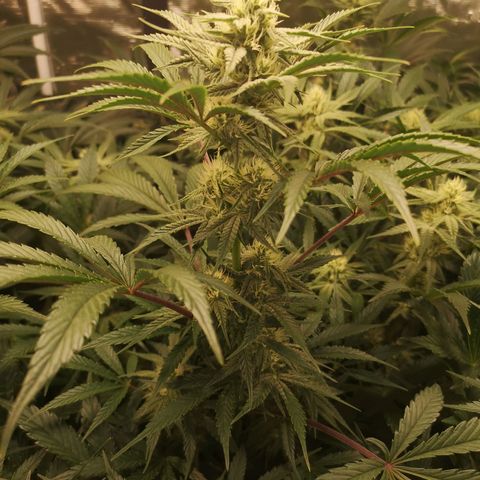 Pluto auto growlog timeline photo