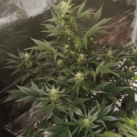 Crystal candy xl auto growlog timeline photo