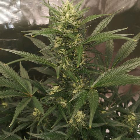 Crystal candy xl auto growlog timeline photo