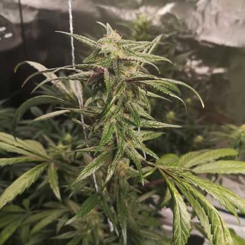 Dark devil auto growlog timeline photo