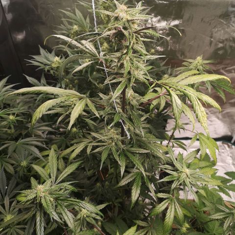 Dark devil auto growlog timeline photo