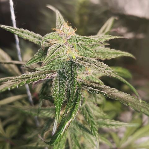 Dark devil auto growlog timeline photo