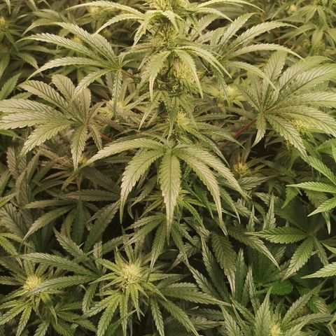 LBCOG auto growlog timeline photo