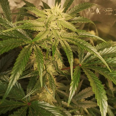 Pina rbx auto growlog timeline photo