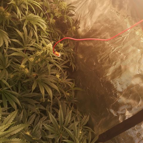 Pina rbx auto growlog timeline photo