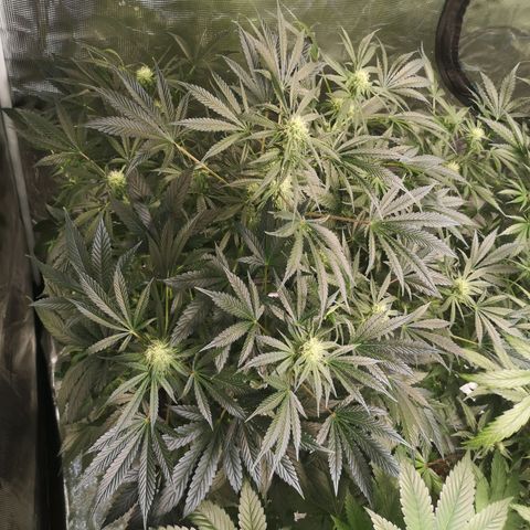 Og kush auto growlog timeline photo