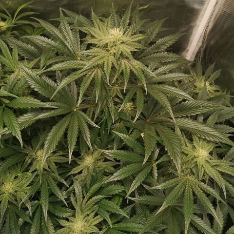 Og kush auto growlog timeline photo