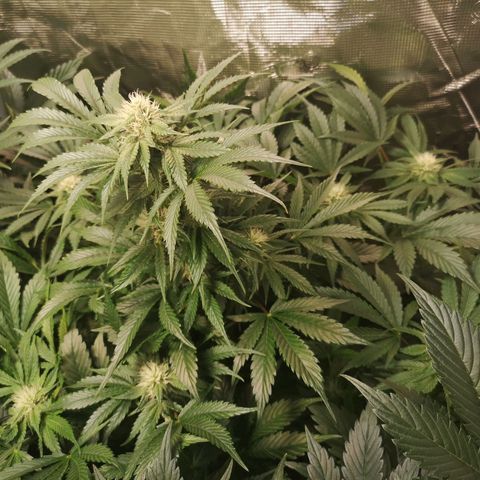 Purple thai auto  growlog timeline photo