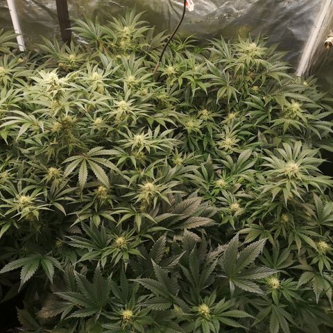 Pluto auto growlog timeline photo