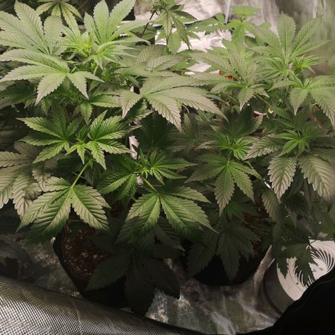 Sour d auto  growlog timeline photo