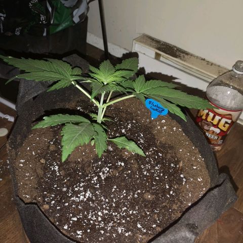 Blueberry cookies growlog timeline photo
