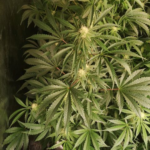 Banana Hammock auto growlog timeline photo