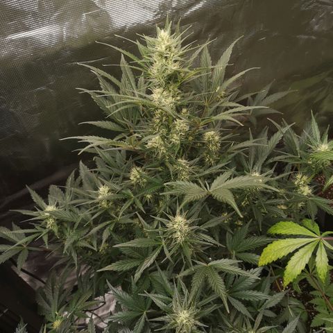 Crystal candy xl auto growlog timeline photo