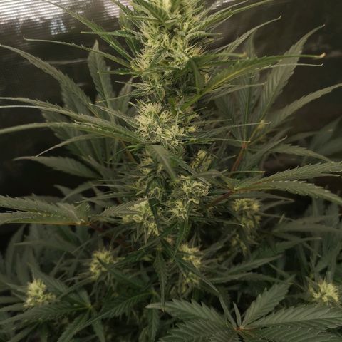 Crystal candy xl auto growlog timeline photo