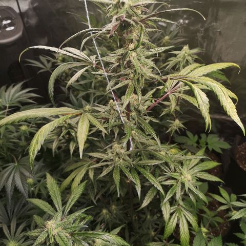 Dark devil auto growlog timeline photo