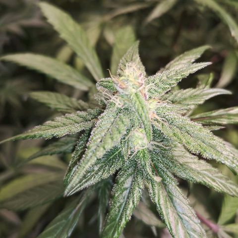 Dark devil auto growlog timeline photo