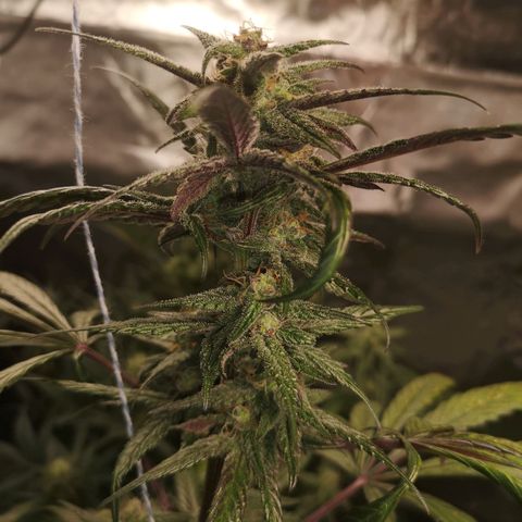 Dark devil auto growlog timeline photo