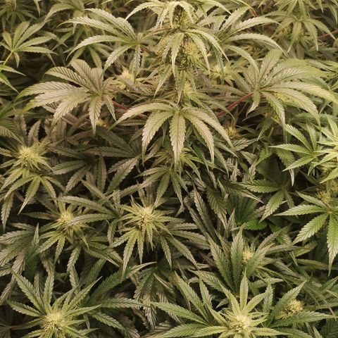 LBCOG auto growlog timeline photo