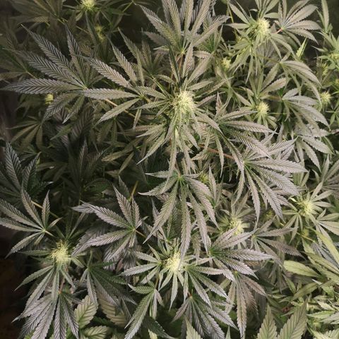 Og kush auto growlog timeline photo