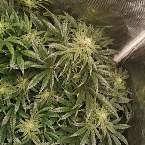 Og kush auto growlog timeline photo