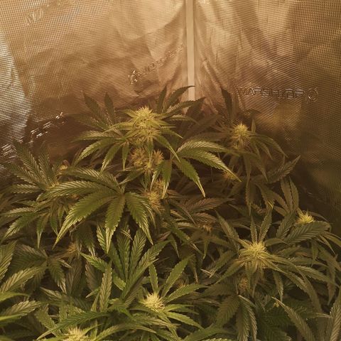 Pina rbx auto growlog timeline photo