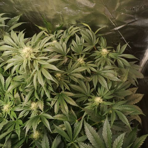 Purple thai auto  growlog timeline photo
