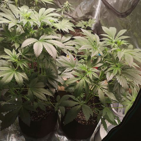 Sour d auto  growlog timeline photo