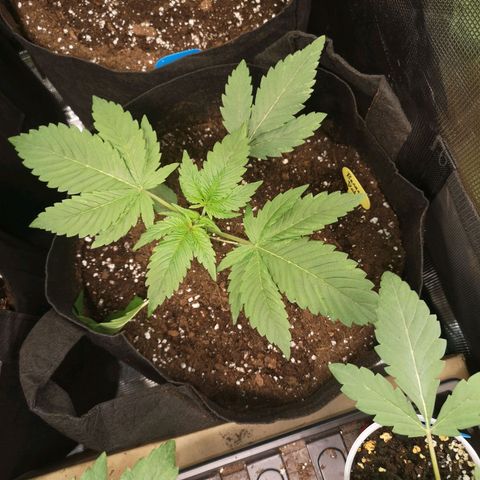 Banana daddy growlog timeline photo