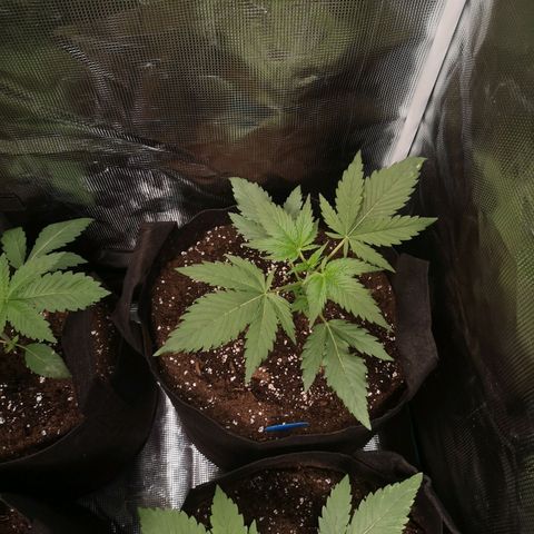 Blueberry cookies growlog timeline photo