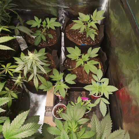 Banana daddy growlog timeline photo