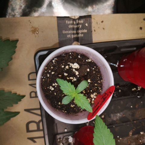 Tropicanna poison fast growlog timeline photo