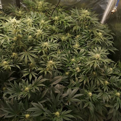 Pluto auto growlog timeline photo